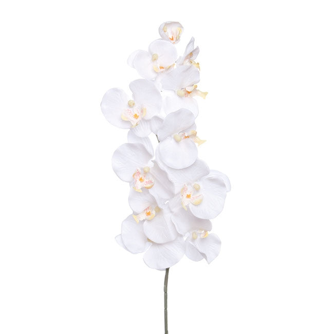 Phalaenopsis Orchid White (90cmH)