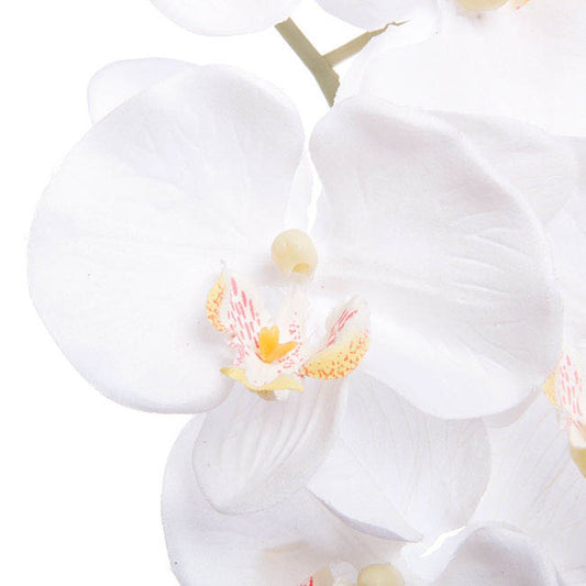 Phalaenopsis Orchid White (90cmH)