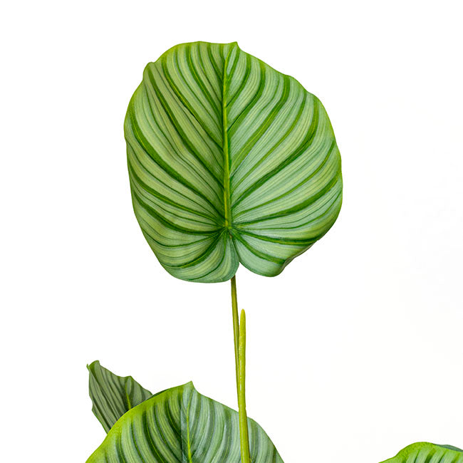 Real Touch Arrowroot Potted Plant Green (170cmH)