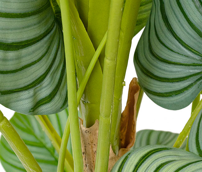 Real Touch Arrowroot Potted Plant Green (170cmH)