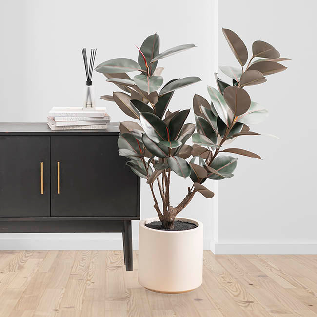 Premium Real Touch Artificial Rubber Tree Green (120cmH)
