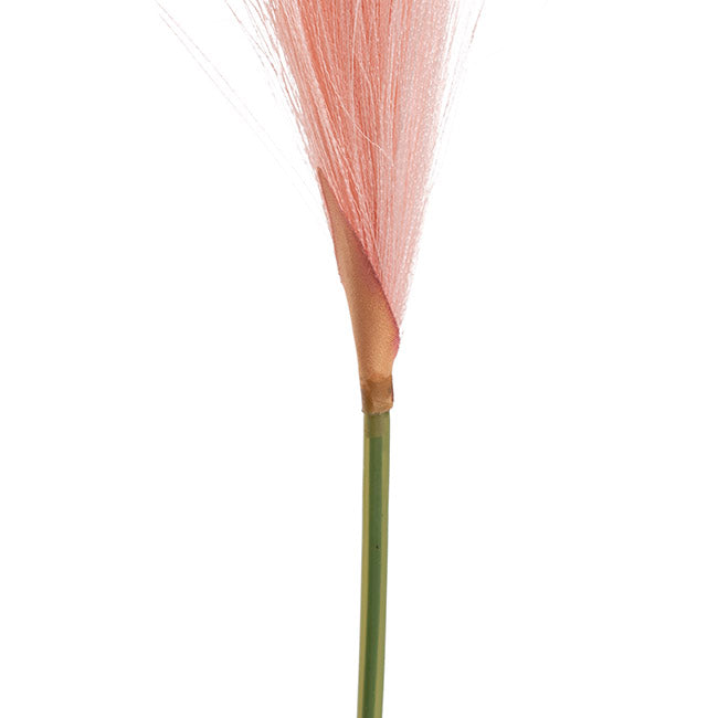 Single Stem Pampas Spray Soft Pink (70cmH)