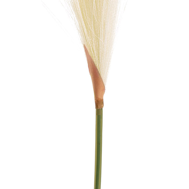 Single Stem Pampas Spray Off White (70cmH)