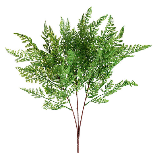 Cystopteris Moupinensis Franch Fern Spray Green (82cmH)