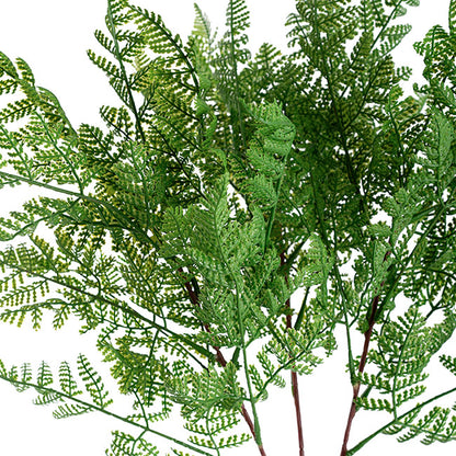 Cystopteris Moupinensis Franch Fern Spray Green (82cmH)