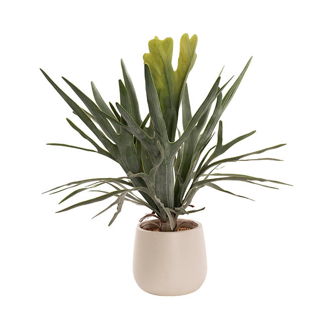 Staghorn Potted Plant Green (65cmH)