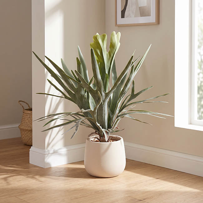 Staghorn Potted Plant Green (65cmH)