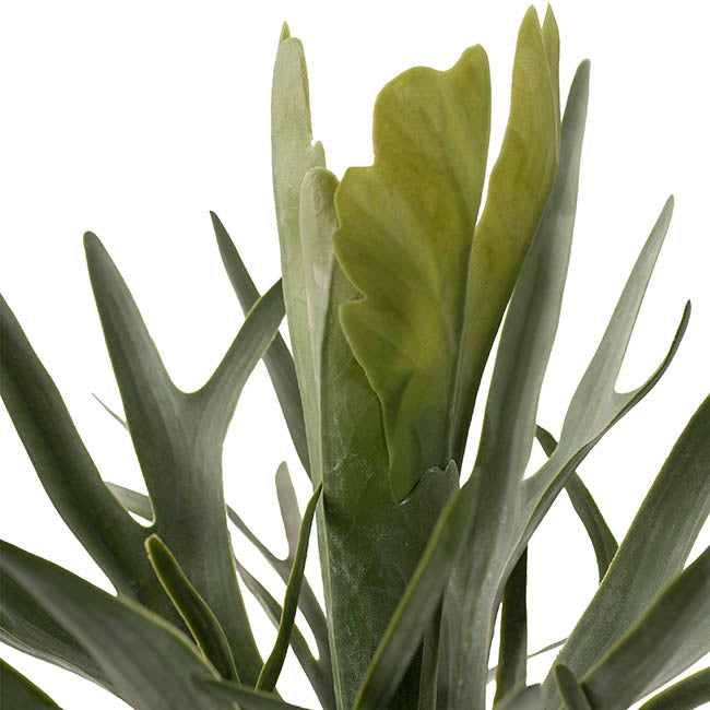 Staghorn Potted Plant Green (65cmH)