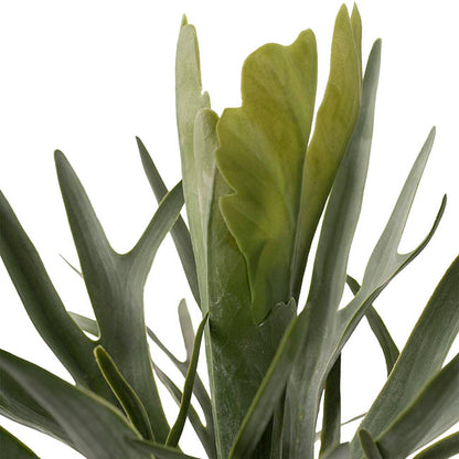 Staghorn Potted Plant Green (65cmH)