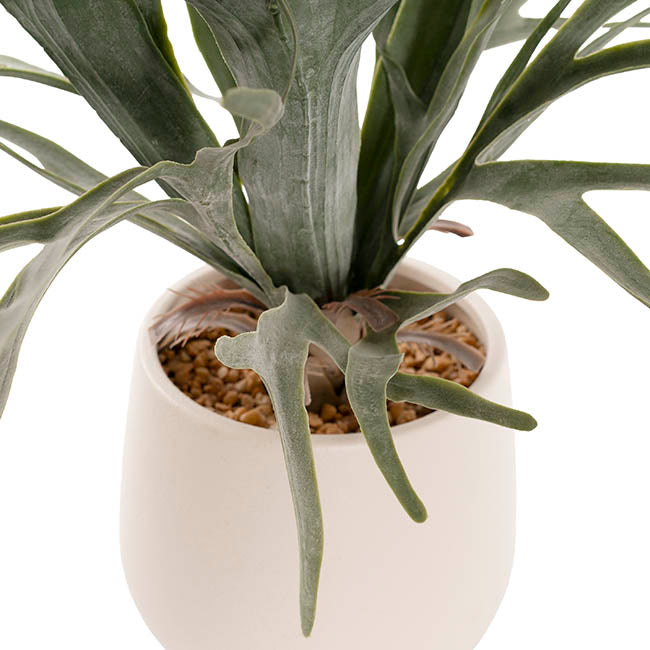 Staghorn Potted Plant Green (65cmH)