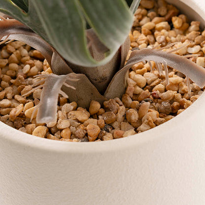 Staghorn Potted Plant Green (65cmH)