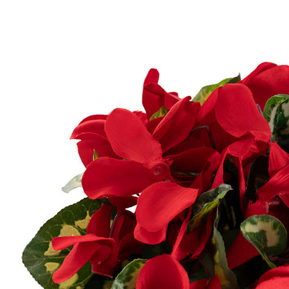 Faux Cyclamen Potted Red (34cmH)