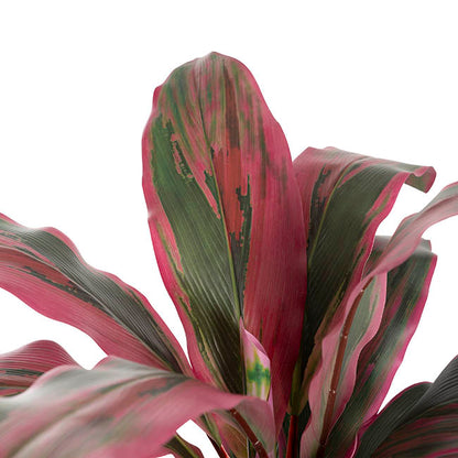 Real Touch Faux Cordyline Plant Potted Red (65cmH)