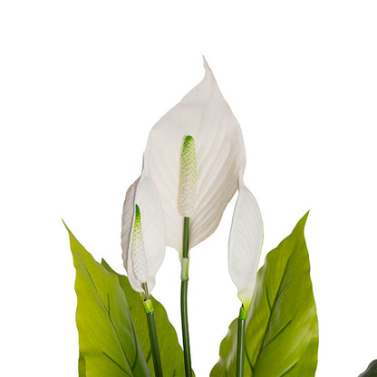 Real Touch Faux Spathiphyllum Plant Potted Green (100cmH)