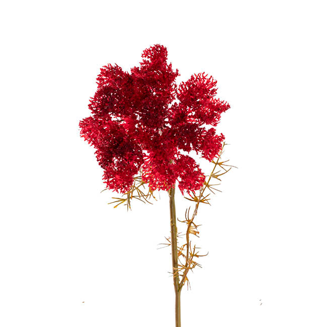 Lace Flower Spray Dark Red (73cmH)