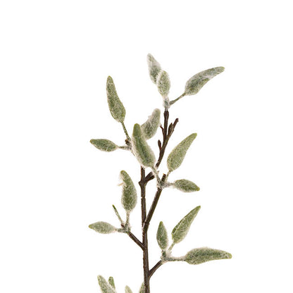 Pussy Willow Spray Pale Green (83cmH)