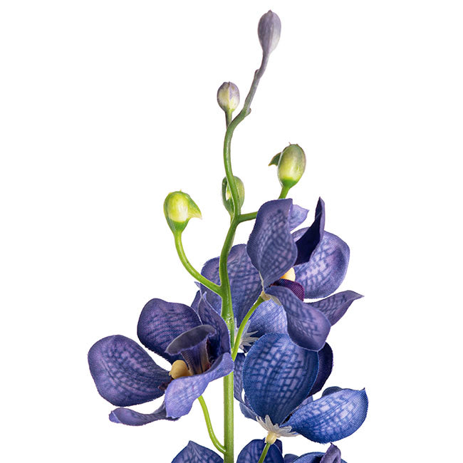 Mokara Orchid Spray French Blue (49cmH)