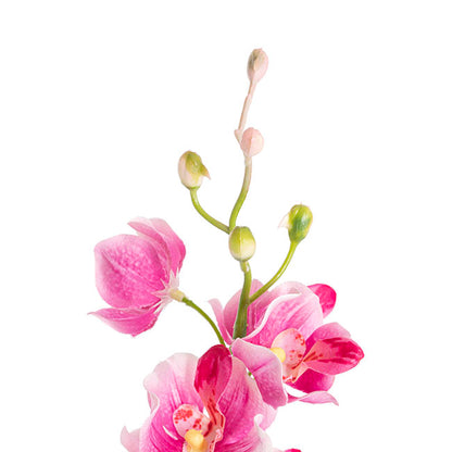 Mokara Orchid Spray Hot Pink (49cmH)