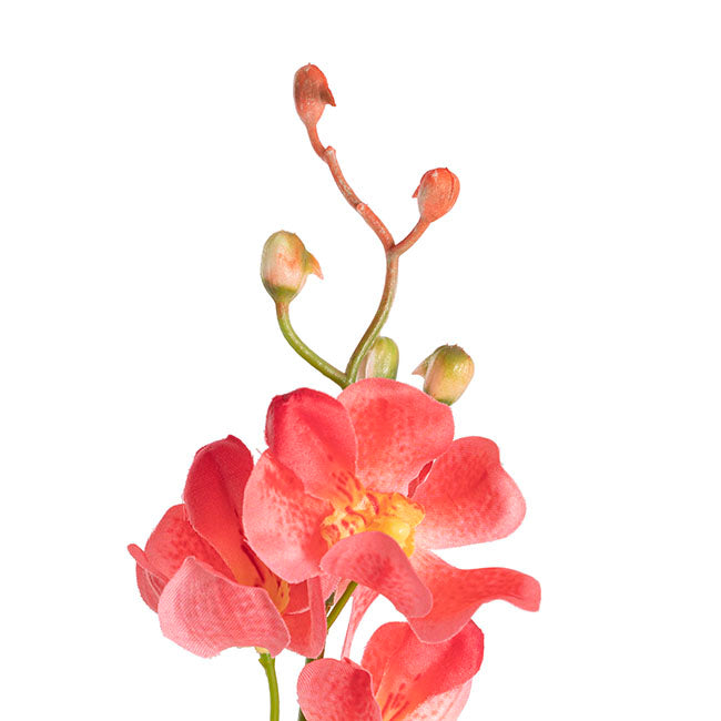 Mokara Orchid Spray Peach (49cmH)