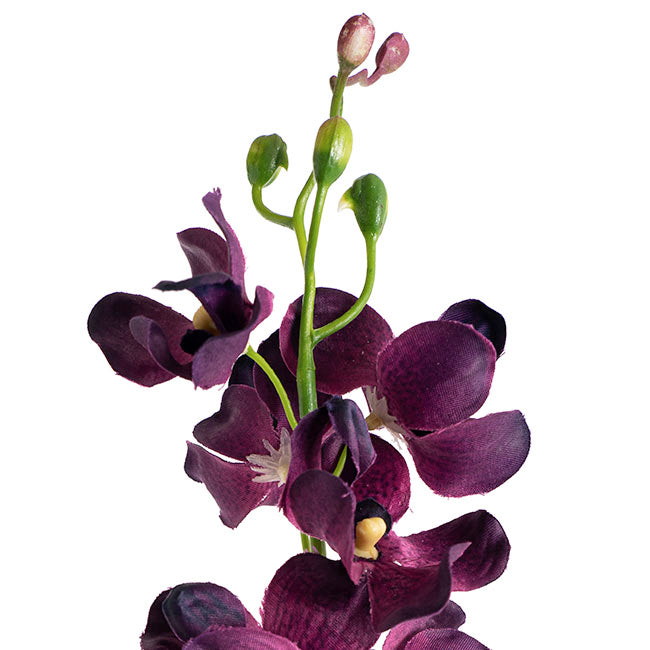Mokara Orchid Spray Purple (49cmH)