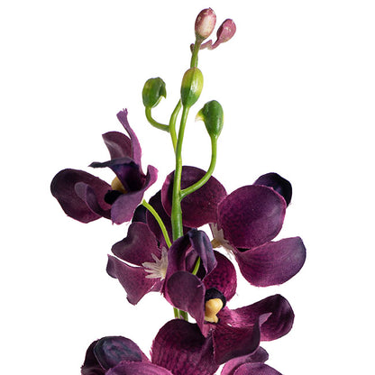 Mokara Orchid Spray Purple (49cmH)