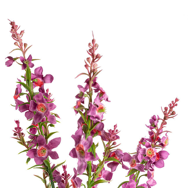 Catmint Spray Violet (75cmH)