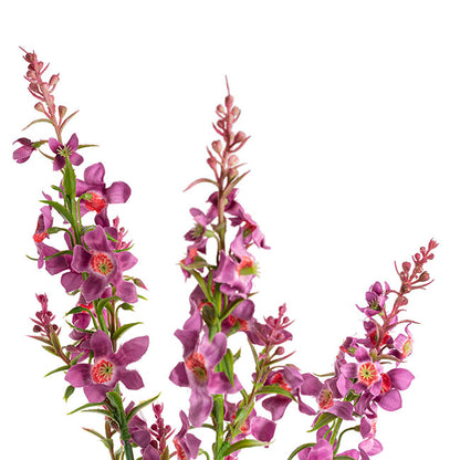 Catmint Spray Violet (75cmH)