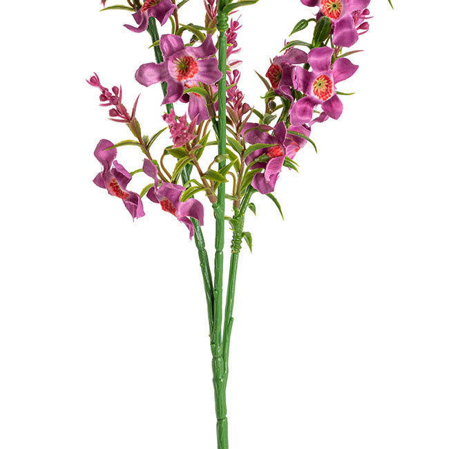 Catmint Spray Violet (75cmH)