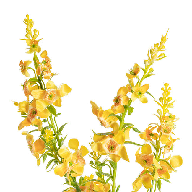Catmint Spray Yellow (75cmH)