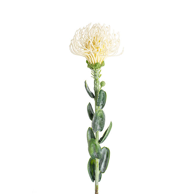 Native Leucospermum Cream (61cmH)