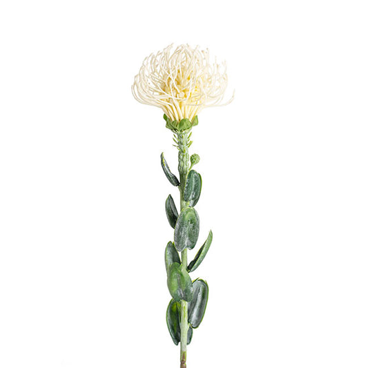 Native Leucospermum Cream (61cmH)