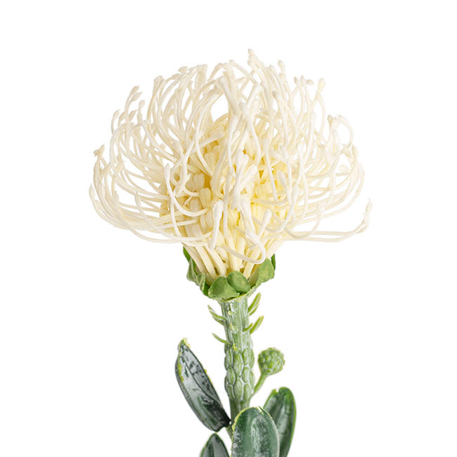 Native Leucospermum Cream (61cmH)