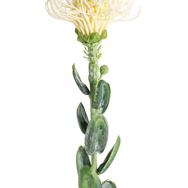 Native Leucospermum Cream (61cmH)