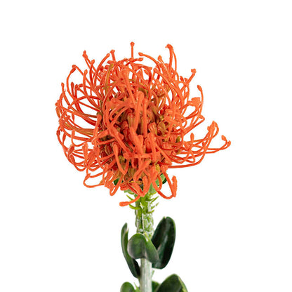 Native Leucospermum Orange (61cmH)