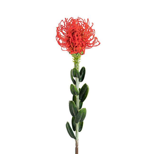 Native Leucospermum Red (61cmH)