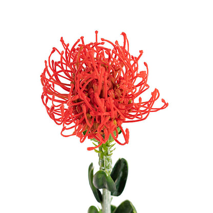 Native Leucospermum Red (61cmH)