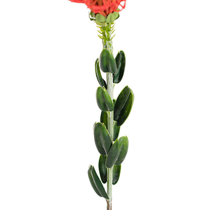 Native Leucospermum Red (61cmH)