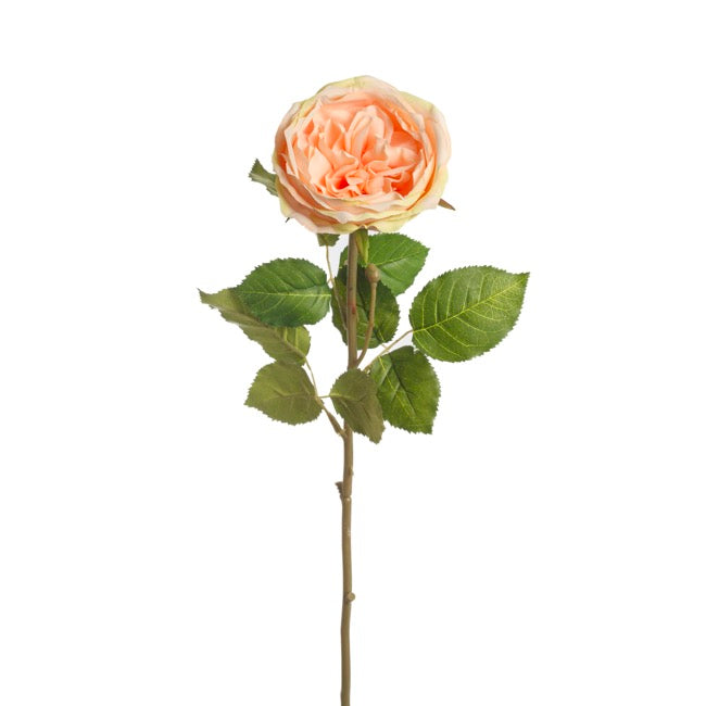 Grace Garden Rose Stem Dusty Peach (76cmH)