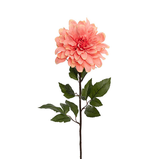 Dahlia Long Stem w Lge Flower Head Peach (19cmDx80cmH)