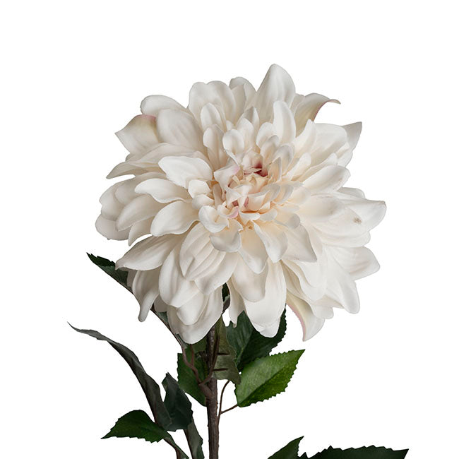 Dahlia Long Stem w Lge Flower Head White (19cmDx80cmH)
