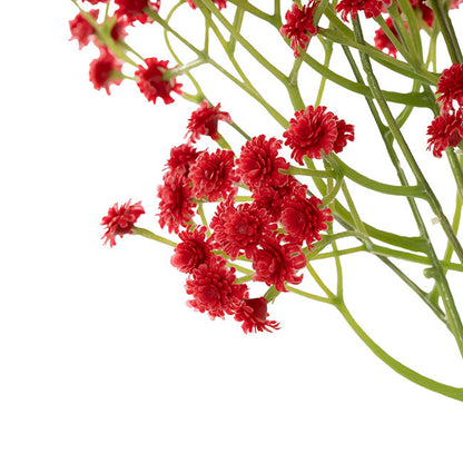 Gypsophila Baby's Breath Bunch x 3 Romantic Red (62cmH)
