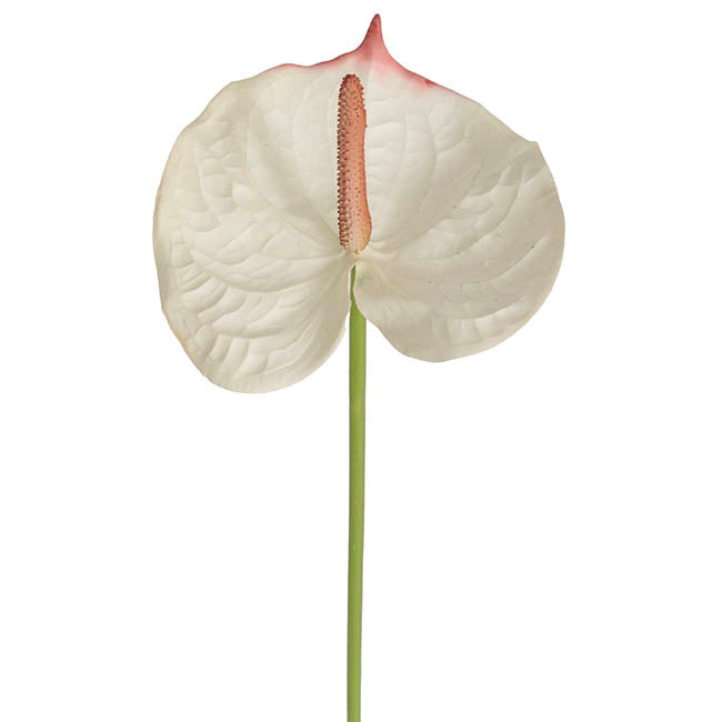 Anthurium Real Touch Large Cream (70cmH)