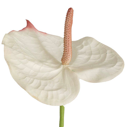 Anthurium Real Touch Large Cream (70cmH)