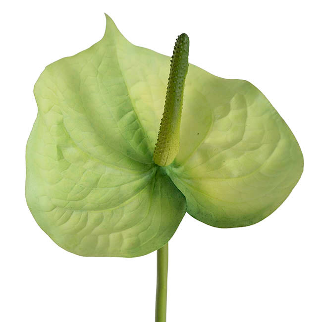 Anthurium Real Touch Large Green (70cmH)