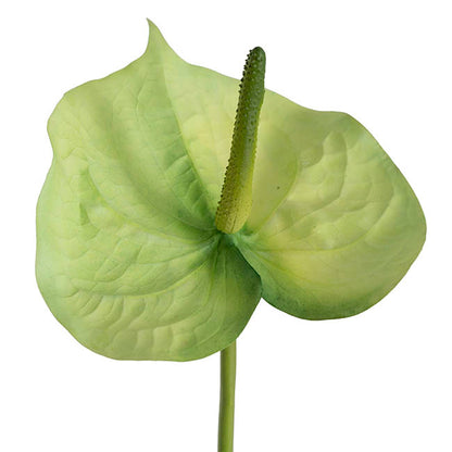 Anthurium Real Touch Large Green (70cmH)