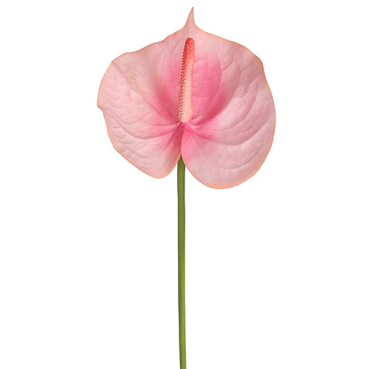 Anthurium Real Touch Large Pink (70cmH)