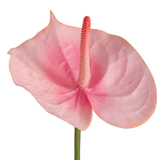 Anthurium Real Touch Large Pink (70cmH)