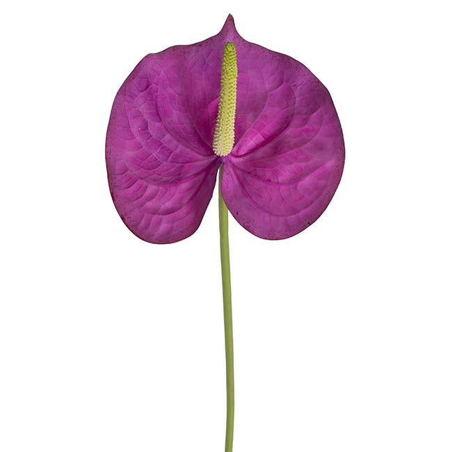 Anthurium Real Touch Large Purple (70cmH)