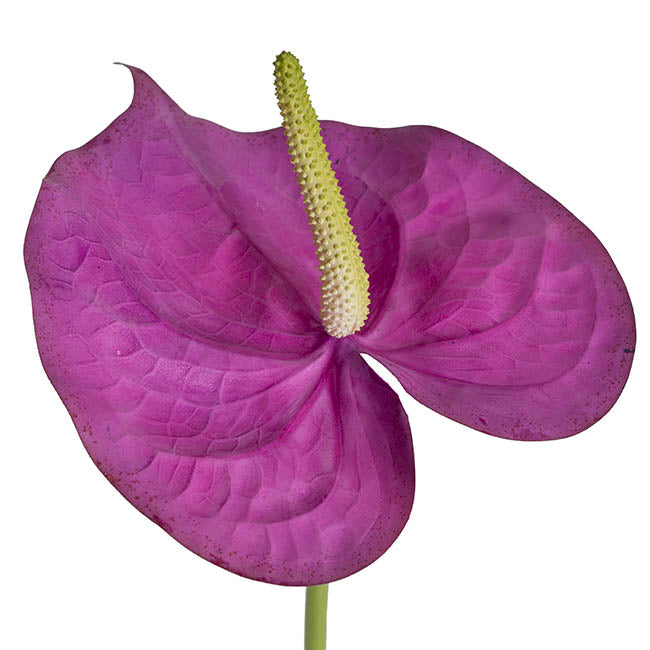 Anthurium Real Touch Large Purple (70cmH)