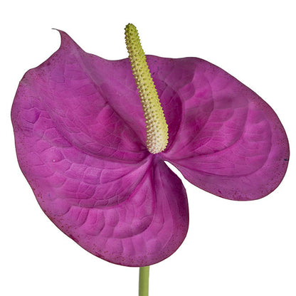 Anthurium Real Touch Large Purple (70cmH)
